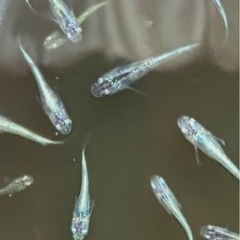 数量限定🉐🉐🉐メダカサボテン【幼魚】の画像