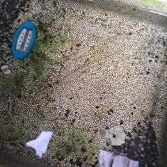 めだか幼魚お譲りの画像