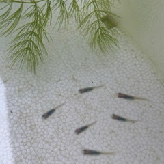 しずく　稚魚　6匹　めだかの画像
