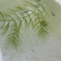 しずく　稚魚　6匹　めだかの画像
