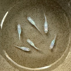 しずく　稚魚　6匹　めだかの画像