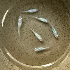 しずく　稚魚　6匹　めだかの画像
