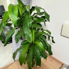 (無料でお譲りします)観葉植物(ドラセナ【幸福の木】)の画像
