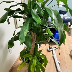 (無料でお譲りします)観葉植物(ドラセナ【幸福の木】)の画像