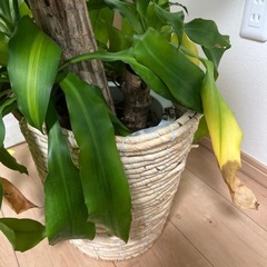 (無料でお譲りします)観葉植物(ドラセナ【幸福の木】)の画像