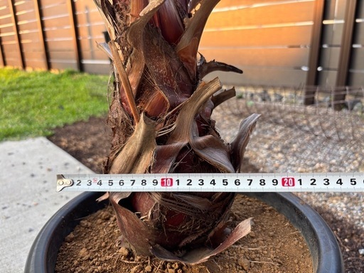 ワシントンヤシ　ワシントニア　フィリフェラ