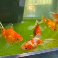 金魚　100円〜の画像