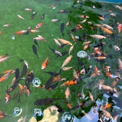 金魚　100円〜の画像