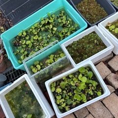 金魚　100円〜の画像