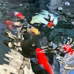 金魚　100円〜の画像