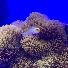 【海水魚】プラチナオセラリス3cm± クマノミの画像