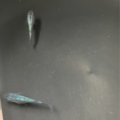 🌸サファイア3匹セット🌸オスメスいますの画像