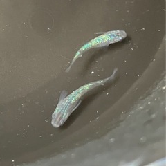 🌸サファイア3匹セット🌸オスメスいますの画像