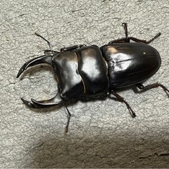 オオクワガタの画像