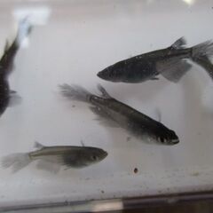 メダカ出品　11回目　ブラックダイヤヒレナガただしほぼラメ無　6頭の画像