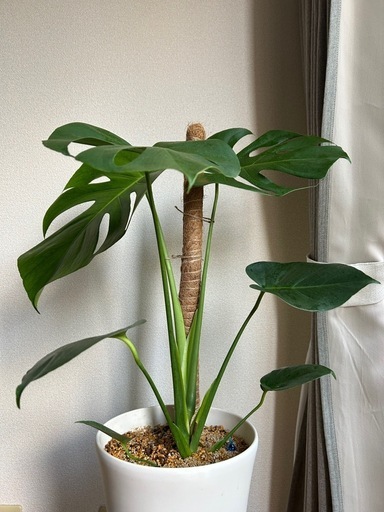 観葉植物　モンステラ　アダンソニー