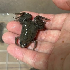 アフリカツメガエル1匹500円　2匹800円の画像