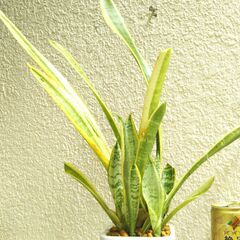 観葉植物サンスベリアの画像