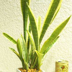 観葉植物サンスベリアの画像