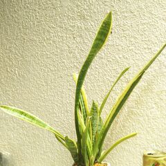 観葉植物サンスベリアの画像