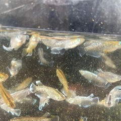 フロマージュ色々の画像