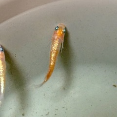 フレアフラワー　ヒレのかわいいめだか　10匹➕@の画像