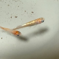 フレアフラワー　ヒレのかわいいめだか　10匹➕@の画像