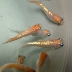 フレアフラワー　ヒレのかわいいめだか　10匹➕@の画像