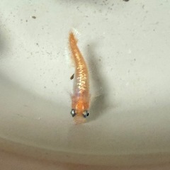 フレアフラワー　ヒレのかわいいめだか　10匹➕@の画像