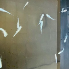 幹之(みゆき) めだか メダカ   1匹150
円 の画像