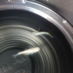 8/3めだか販売。の画像