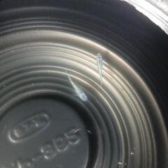 8/3めだか販売。の画像