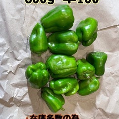 8月3日収穫 夏野菜 ピーマン