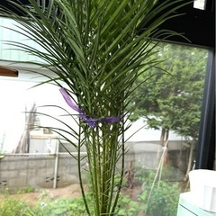 お取引中【植物】
ロベレニー？の画像