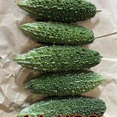 8月3日収穫 夏野菜 ゴーヤ
