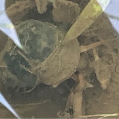 天然素材シリーズ‼️姫タニシですの画像