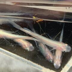 青蝶から生まれたピンク系ヒレ長メダカ（通称：桃蝶）今年の春生まれ若魚　１０匹　１０００円の画像