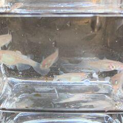 青蝶から生まれたピンク系ヒレ長メダカ（通称：桃蝶）今年の春生まれ若魚　１０匹　１０００円の画像
