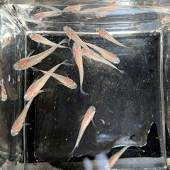 青蝶から生まれたピンク系ヒレ長メダカ（通称：桃蝶）今年の春生まれ若魚　１０匹　１０００円の画像