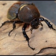 ヘラクレスオオカブト 幼虫 3匹 セットの画像