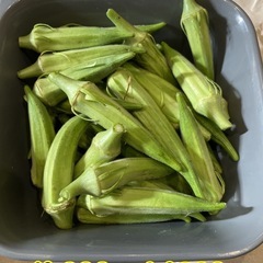 8月3日収穫 夏野菜 オクラ