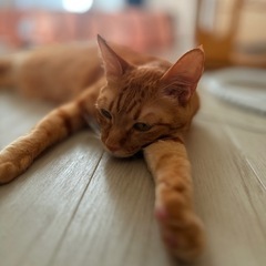 迷子猫の里親探しています