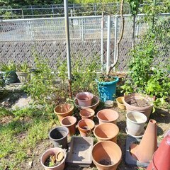 逗子 無料あげます 植木 植物 樹木 花壇 花 家庭菜園 土いじ...