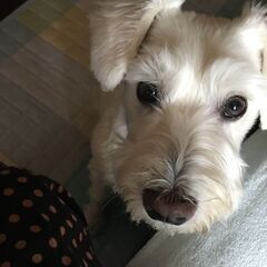 シロ Mシュナウザー 12歳♂