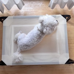 ペット用メッシュベッド　おまけ付きの画像