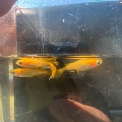 8月3日メダカ各種の画像