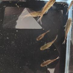 メタリック和金　金魚　選別モレの画像