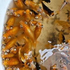 頂天眼🐟の画像