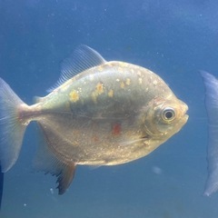 パクー　カウアとパリャッソ　2匹セットの画像
