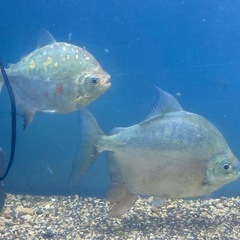 パクー　カウアとパリャッソ　2匹セットの画像